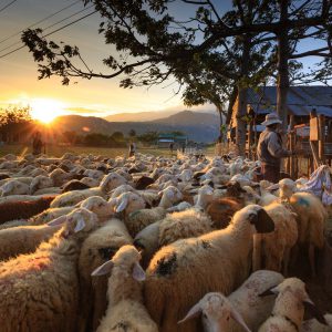 Good Shepherds