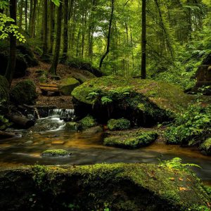 Romance in the Wilderness
