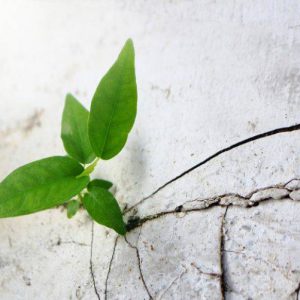 The Resurrection and New Bodies