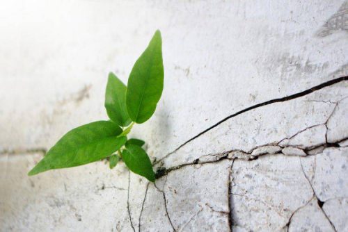 The Resurrection and New Bodies