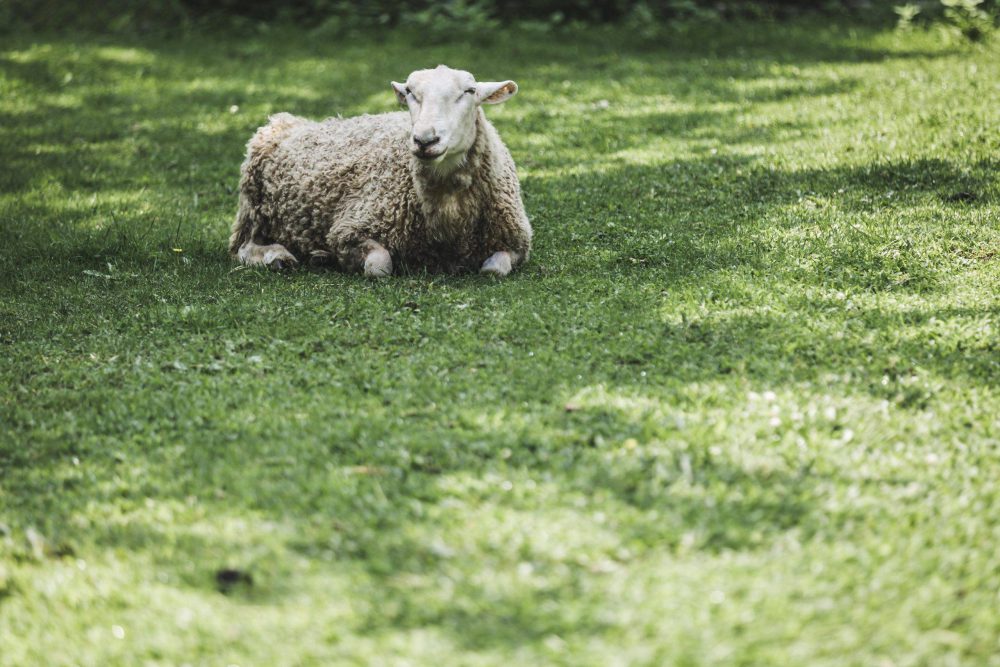 My Shepherd