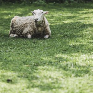 My Shepherd