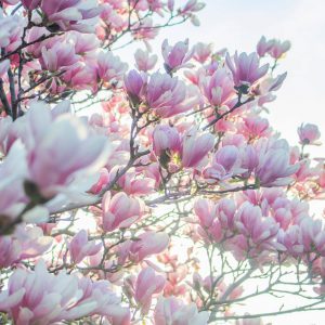 The Aroma of Christ